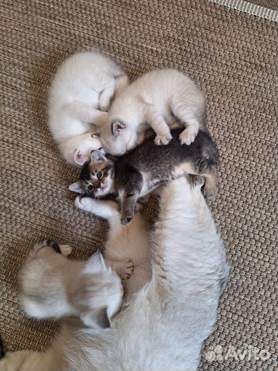 Британские котята