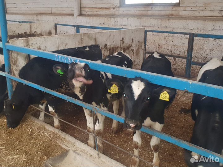 Бычки мясного направление Бесплатная доставка