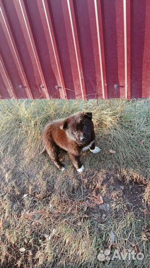 Щенки в хорошие руки бесплатно