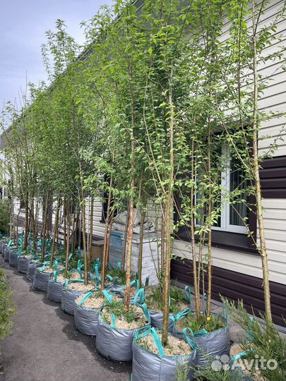 Саженцы декоративных Деревьев
