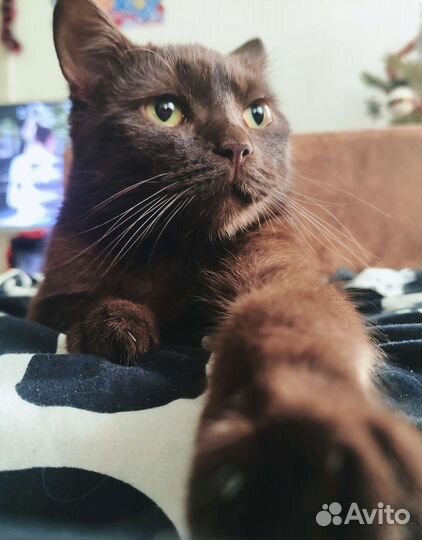 Шотландский кот вязка