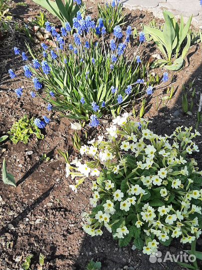 Продажа многолетников