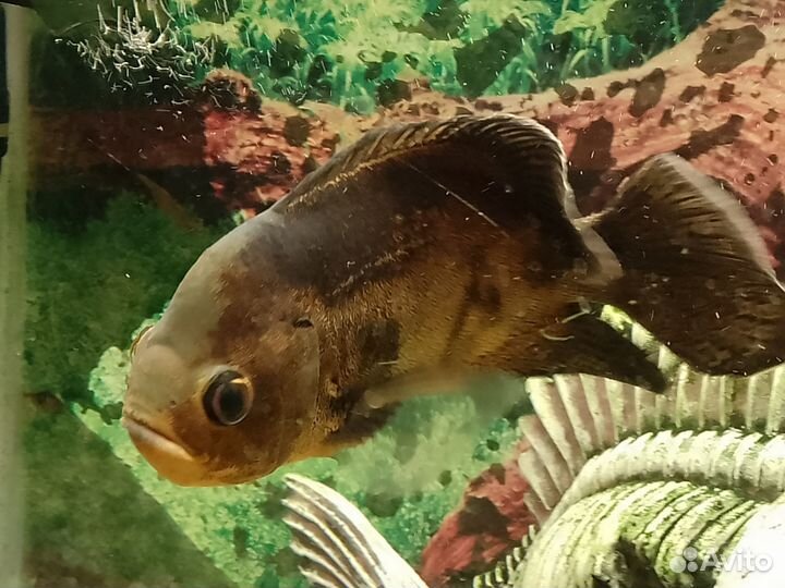 Аквариум с обитателями и инвентарем