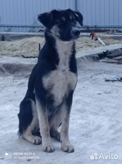 Собака в добрые руки