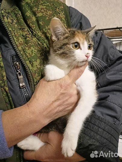 Котенок девочка