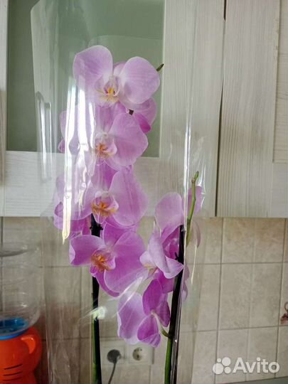 Орхидея фаленопсис