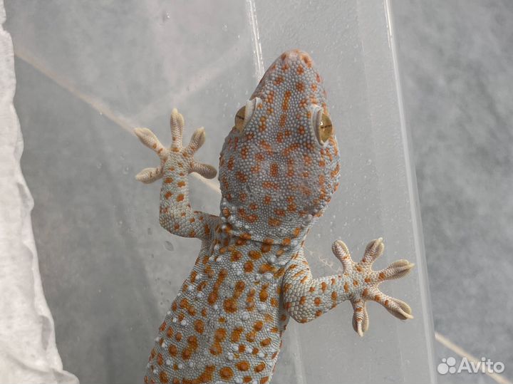 Геккон токи