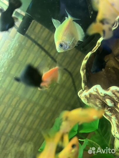 Аквариумы с рыбками 10 л,и 35 л