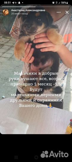 В добрые руки