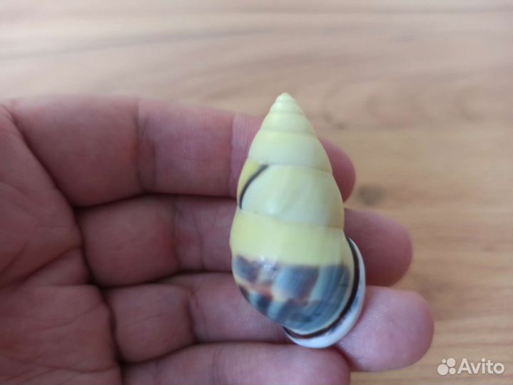 Морские раковины