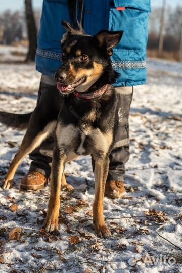 Лайза ищет добрые руки