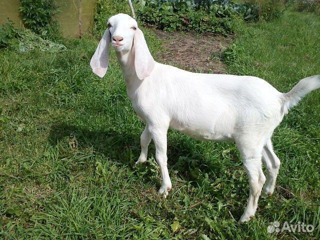 Козье молоко.Сыр. Доставка бесплатно