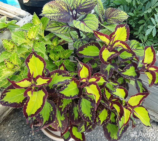 Колеус Burning Bush, Craclin Rose, Avatar и др