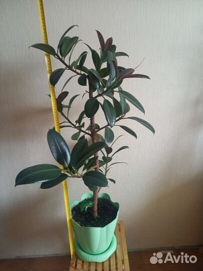 Фикус каучуконосный 95 см