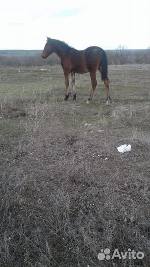 Жеребчик орловской породы