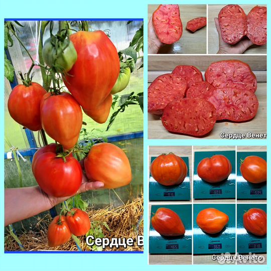 Набор крупноплодных сортов томата