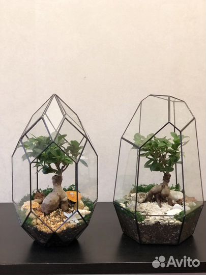 Подарок. Флорариум. Цветы. Растение