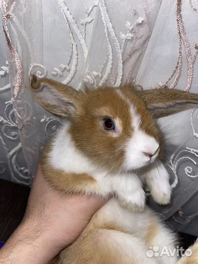 Отдам в добрые руки декоративный маленький кролик