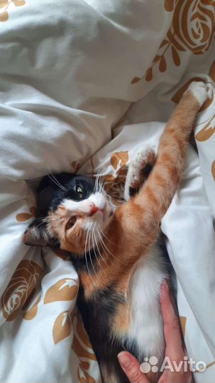 Кошка в добрые руки