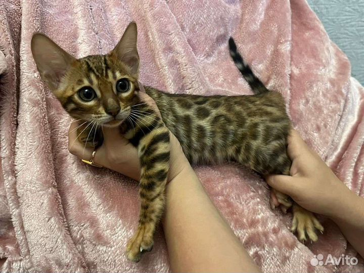 Бенгальская кошка