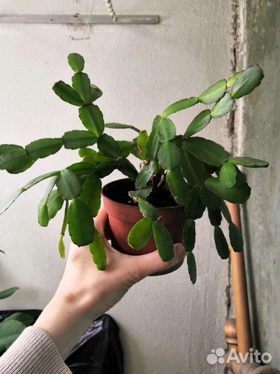 Рипсалидопсис