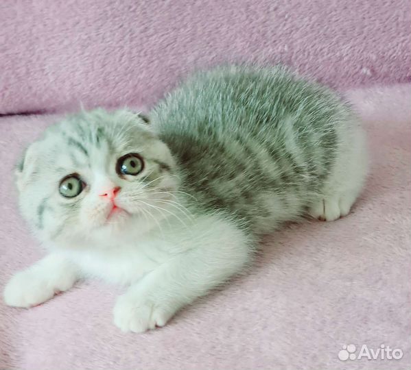 Скотииш фолд