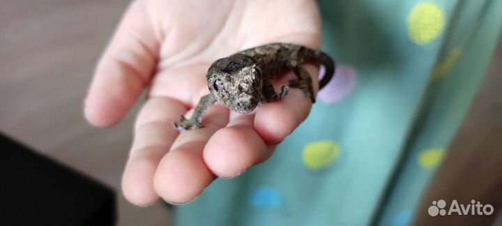 Малый новокаледонский геккон