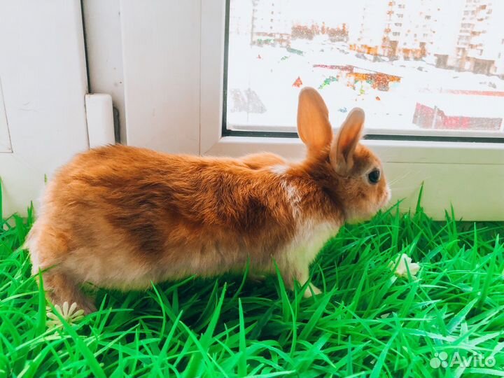 Мини карликовый кролик - редкий