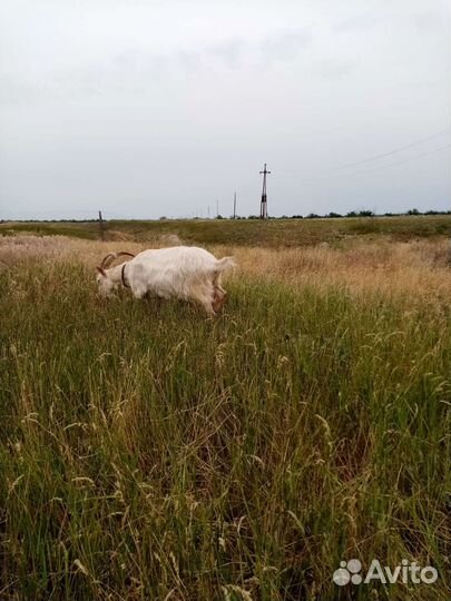 Коза дойная