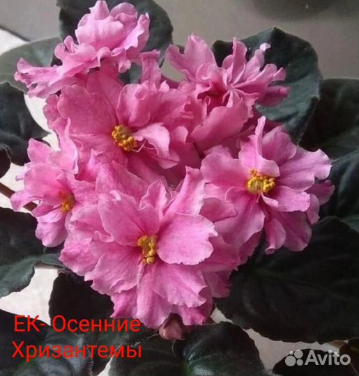 Сортовые фиалки
