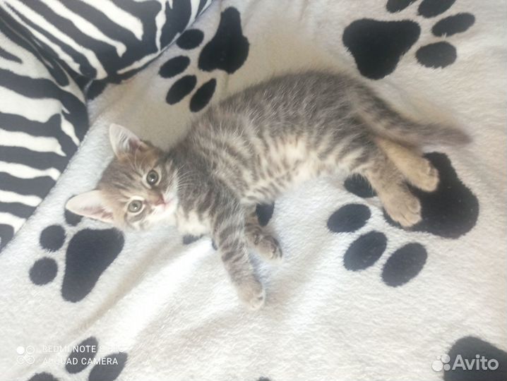 Отдам котика в добрые руки