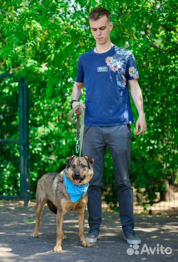 Друг человека, ласковый пес верит найти семью