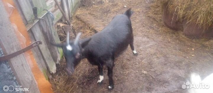 Годовалые, козочки покрыты