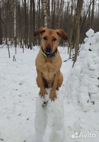 Услуги кинолога/зоопсихолога