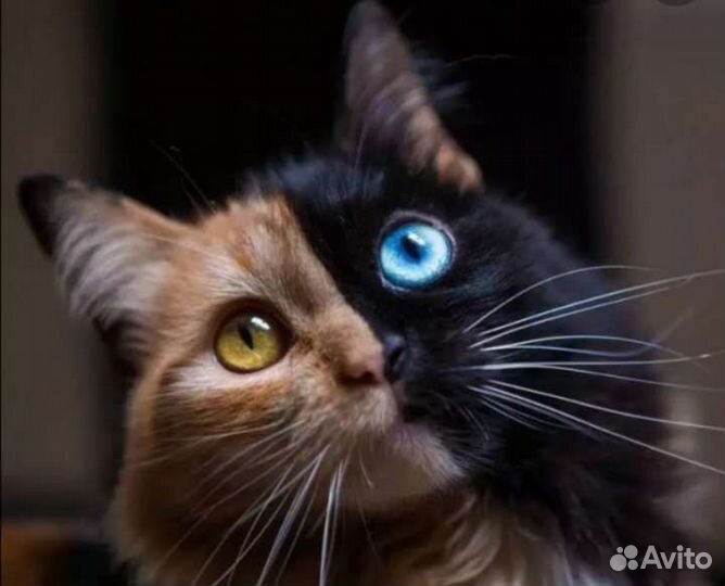 Передержка животных домашняя