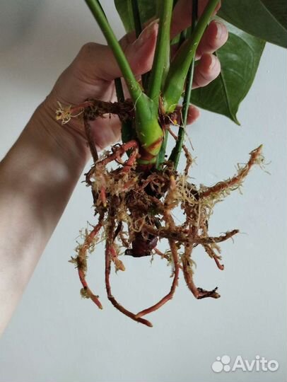 Антуриум Блэк Квин