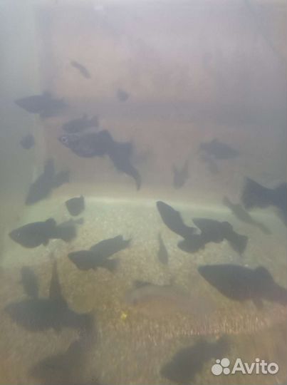 Аквариумная рыбы