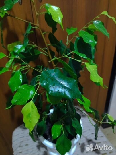 Фикус Наоми голд