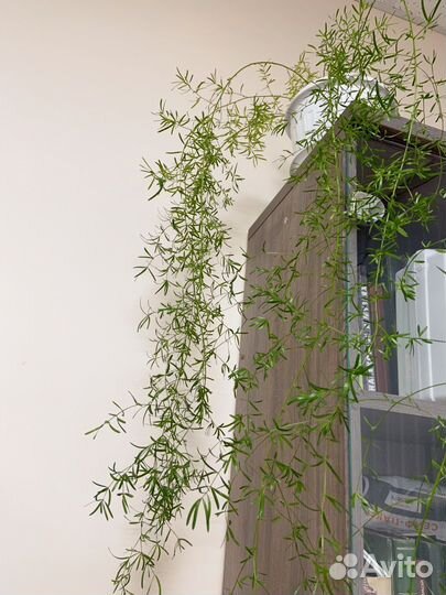 Аспарагус и фикус бенджамина