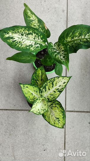 Комнатные цветы