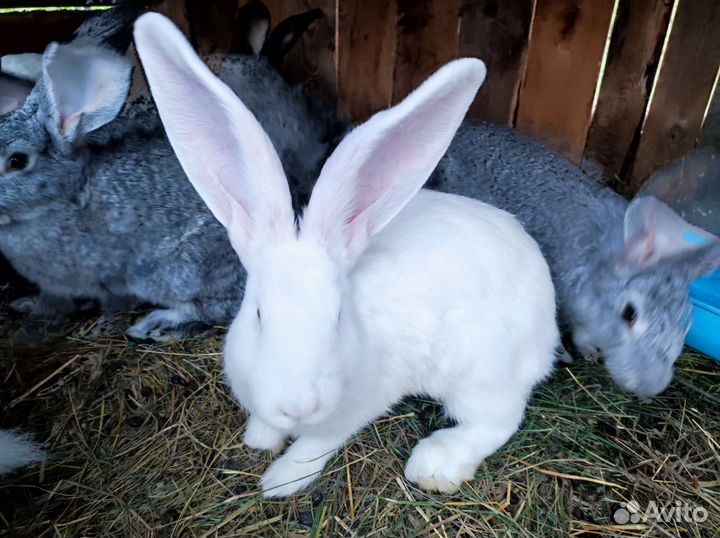 Кролики Краснодарские