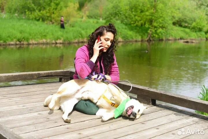 Собака в добрые руки