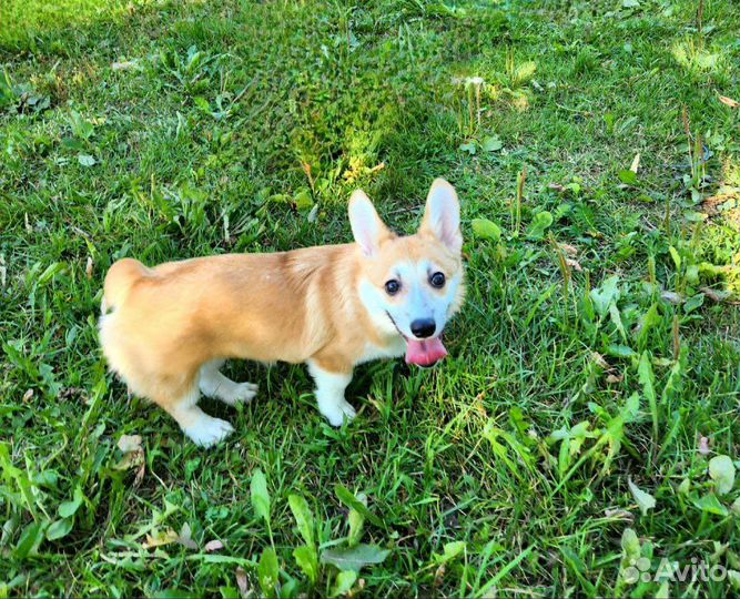 Щенки вельш-корги (коржики)