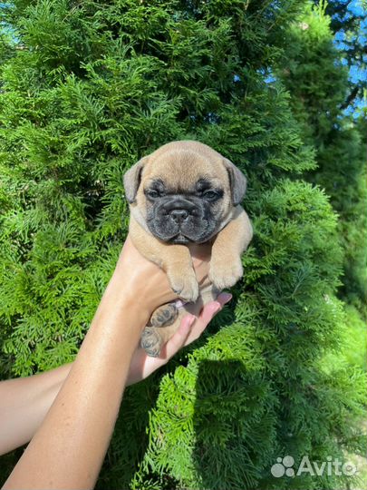 Французский бульдог щенки