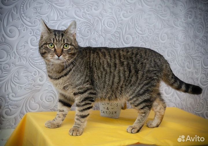 Милый котик Шпротик ищет семью