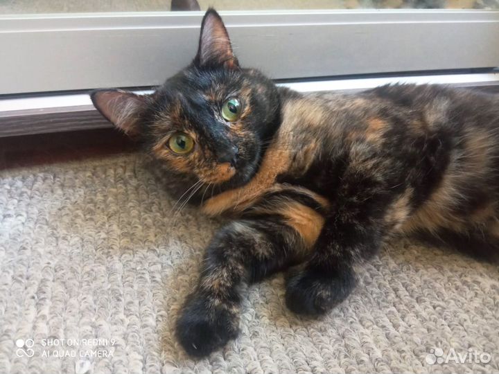 Кошка Хлоя в добрые руки