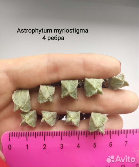 Кактусы Astrophytum