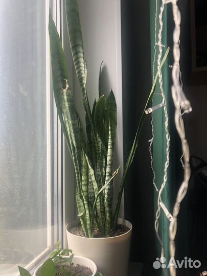 Сансевиерия щучий хвост