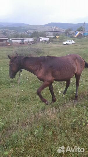 Продажа лошадей