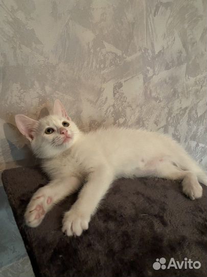 Котята в добрые руки бесплатно